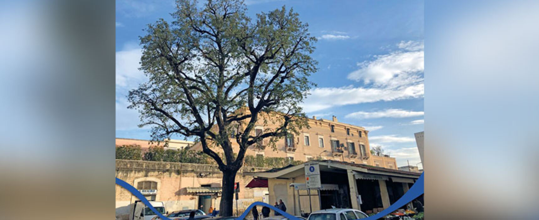 Bisceglie, confermati tre alberi cittadini tra i 180 monumentali di Puglia
